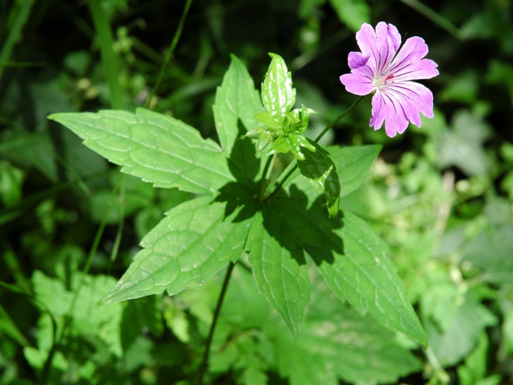 Geranium nodosum / Geranio nodoso